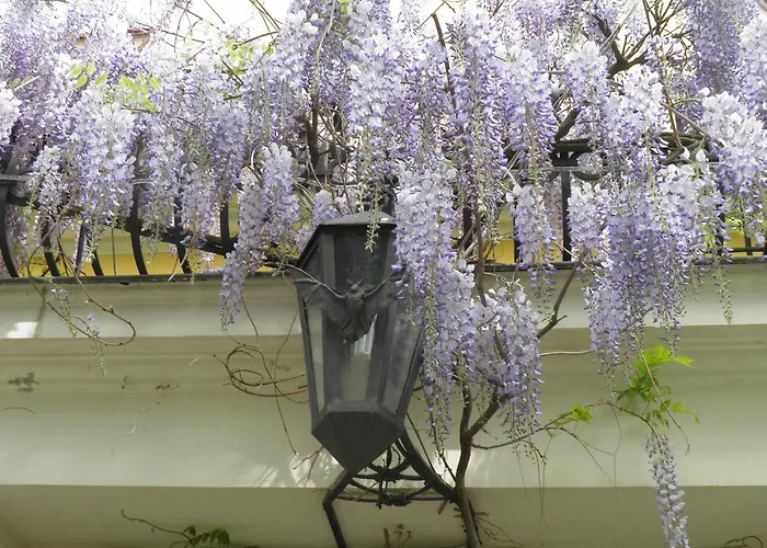 Fledermausschloss מלון *