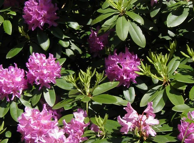 Fledermausschloss * Lohsa